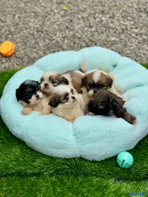 animales y mascotas - Cachorros Shipoo🩵🐶💗 3