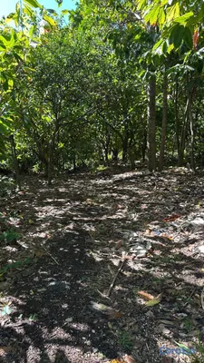 solares y terrenos - TERRENO EN VENTA – LOS PATOS, BARAHONA 2