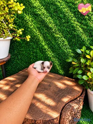 animales y mascotas - OFERTA CACHORRO CHIHUAHUA HEMBRA MINI UBICADO EN S 3