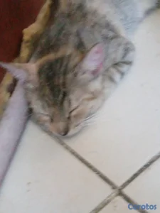 Gatita cazadora profesionañ