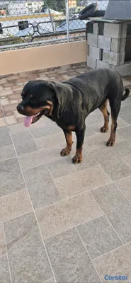 animales y mascotas - 🐾 Cachorros Rottweiler con Pedigree – Excelente Línea de Sangre 🐾 6