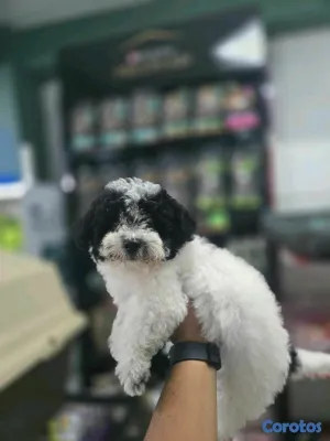 animales y mascotas - hermosos cachorritos shipoo 3