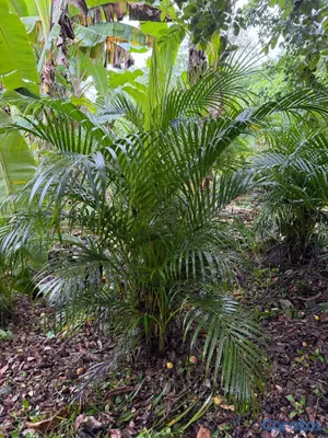 herramientas, jardines y exterior - Palmarecas  2