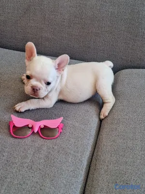 animales y mascotas - OFERTA CACHORRO BULLDOG HEMBRA BLANCA UBICADO EN S 5