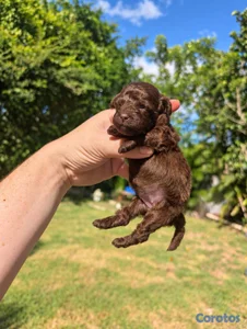 poodle toy hembra chocolate 