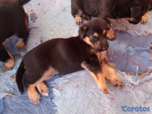 animales y mascotas - Cachorros pastor alemán  3