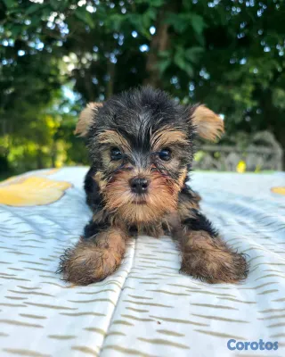 animales y mascotas - Yorkie 2