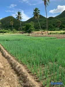 en venta finca de suelo fertil de 494 Tareas en bani