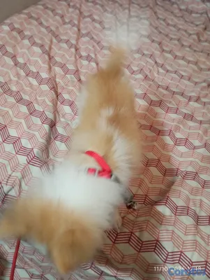 animales y mascotas - Pomerania de 3 meses 2
