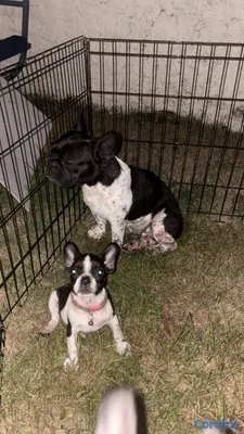 animales y mascotas - bulldog francés pied en venta  4