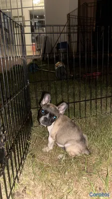 animales y mascotas - bulldog francés pied en venta  6