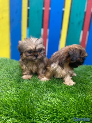 animales y mascotas - Pekines  4