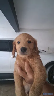 animales y mascotas - Lindos y juguetones  Golden Retriever esperando ser parte de tu casa  2