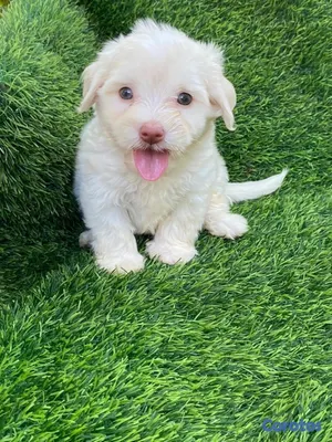 animales y mascotas - maltipoo 5