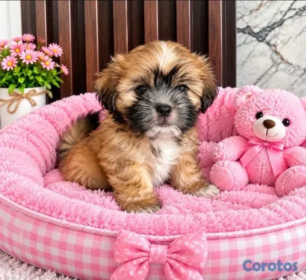animales y mascotas - OFERTA CACHORRO SHIPOO HEMBRA UBICADO EN SANTO DOMINGO Y TIENE  4