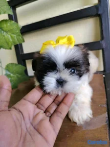 hermosos cachorritos de shitzu toy