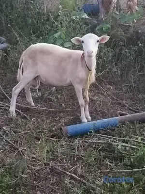 animales y mascotas - 🐏 OVEJO REPRODUCTOR — PADROTE PROBADO 🐏 Ovejo con  2