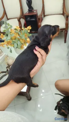 animales y mascotas - Perros salchicha cachorro dachshund o teckle 6
