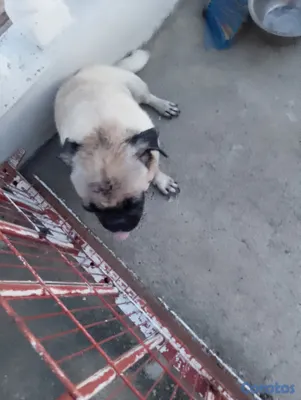 animales y mascotas - Pug cachorro pequeño perro pequeño  3