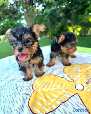 animales y mascotas - Yorkie 3