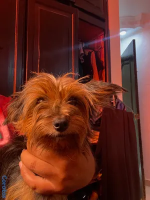 animales y mascotas - Yorkshire Terrier Hembra 4