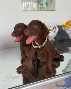 hermosos cachorritos de labrador chocolate 