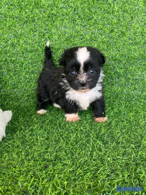 animales y mascotas - hermosos cachorritos de shipoo toy  9