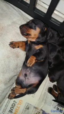 animales y mascotas - Perros salchicha cachorro dachshund o teckle 5