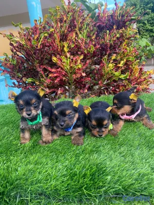 animales y mascotas - Cachorros Yorkies🐾🤍☺️ 6