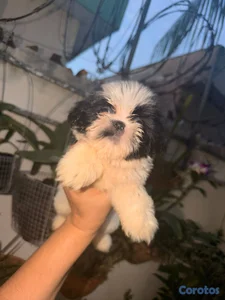 Especial de cachorro shih tzu hembra en santo domi