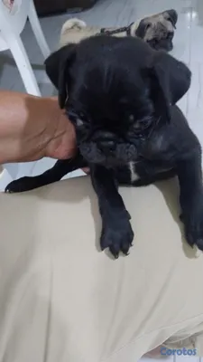 animales y mascotas - TU MASCOTA. LISTA 4