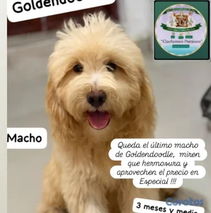 Goldendoodle Miniatura 