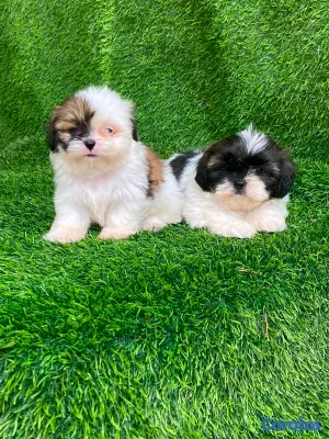 animales y mascotas - hermosos cachorritos shipoo toy 2