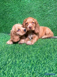 hermosos cachorritos cocker spaniel 
