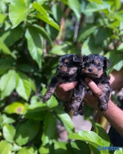 Yorkies Mini🐾💙