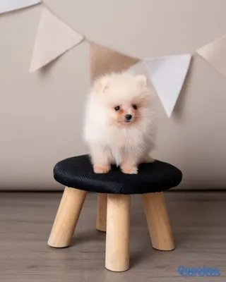 animales y mascotas - Pomerania mini macho  2