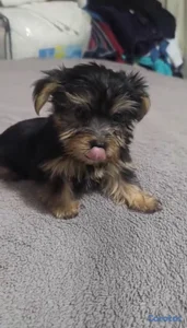 Especial de cachorro yorkie hembra en santo doming