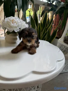 Yorkie macho 