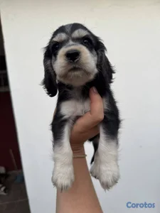 OFERTA CACHORRO COCKER SPANIEL AMBOS SEXO EN UBICA