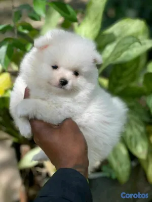 animales y mascotas - hermosos cachorritos  pomerania mini  4