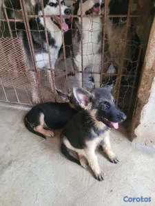OFERTA CACHORRO PASTOR ALEMAN MACHO EN UBICADO EN 