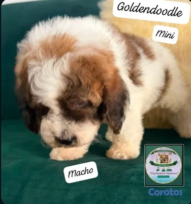 animales y mascotas - Goldendoodle Miniatura  5