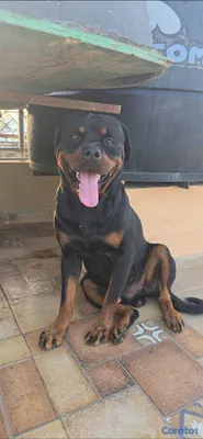 animales y mascotas - 🐾 Cachorros Rottweiler con Pedigree – Excelente Línea de Sangre 🐾 5