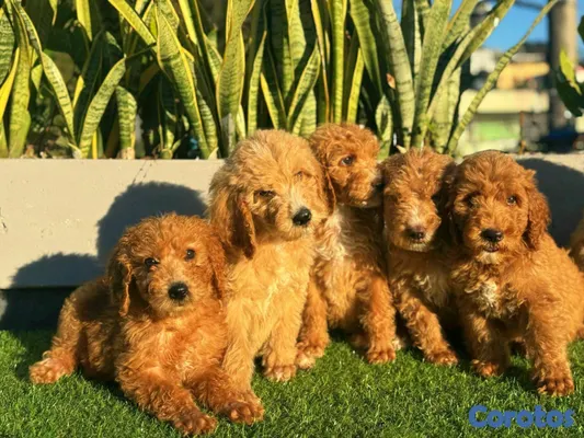 animales y mascotas - hermosos Cachorros Goldendoodle  5