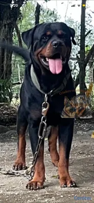 animales y mascotas - Cachorros Rottweiler  3