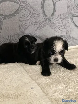 animales y mascotas - Shihtzu ambos sexos 8