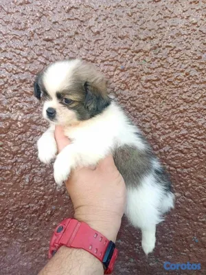 animales y mascotas - hermosos cachorritos de shipoo toy 6