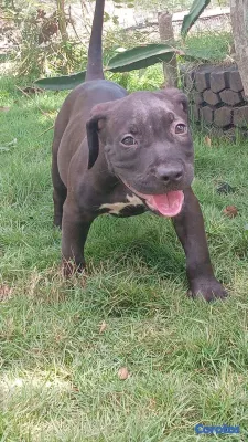animales y mascotas - Pitbull 4