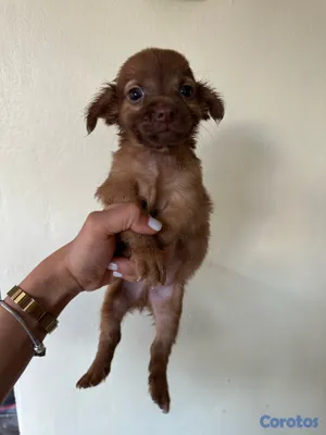 animales y mascotas - CHIHUAHUA MARIPOSA  4
