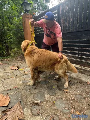 animales y mascotas - Golden Retreiver y Labrador recibimos en donacion ,solo hembras sanas 4